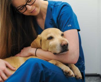 Images: Highland Vet Referrals