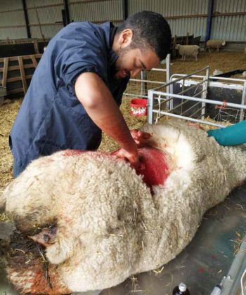 Figure 2. Elevated positioning of ewe for caesarean section (hindlegs can be tied and tied to table/pallet).