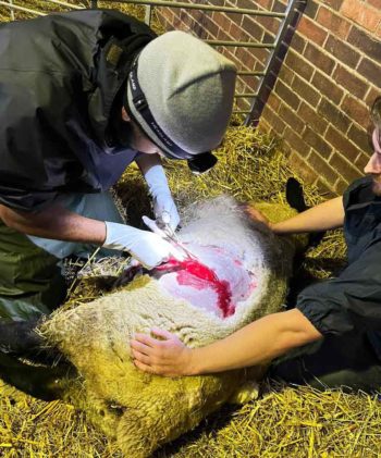 Figure 1. Ewe restrained by assistant in right lateral recumbency.
