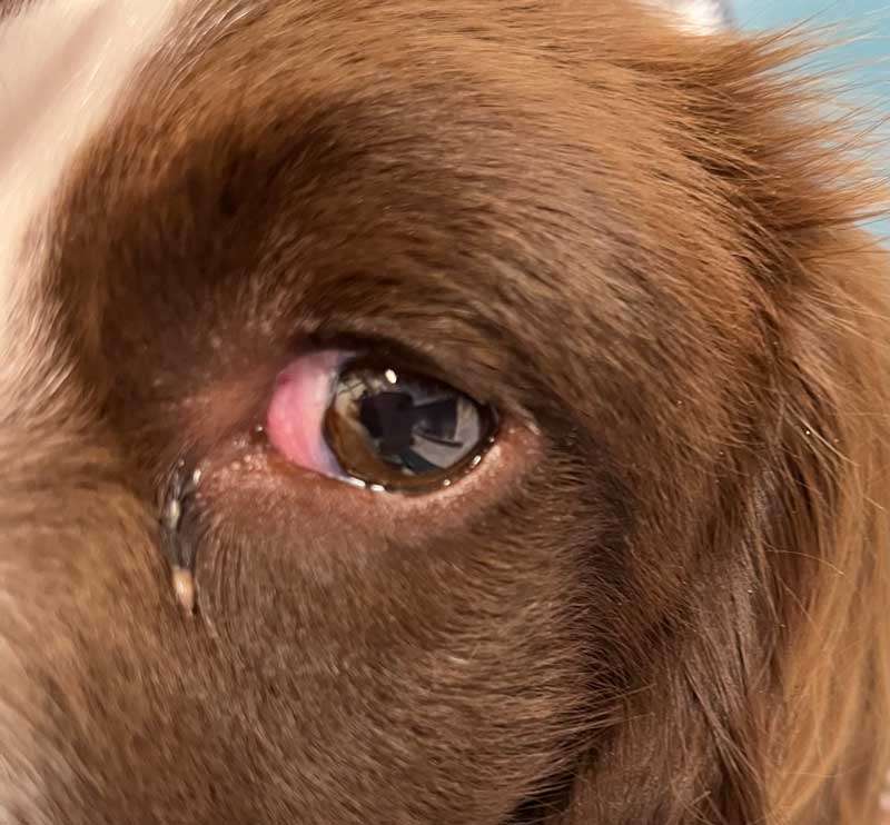 Conjunctivitis in dogs and cats species differences Vet Times