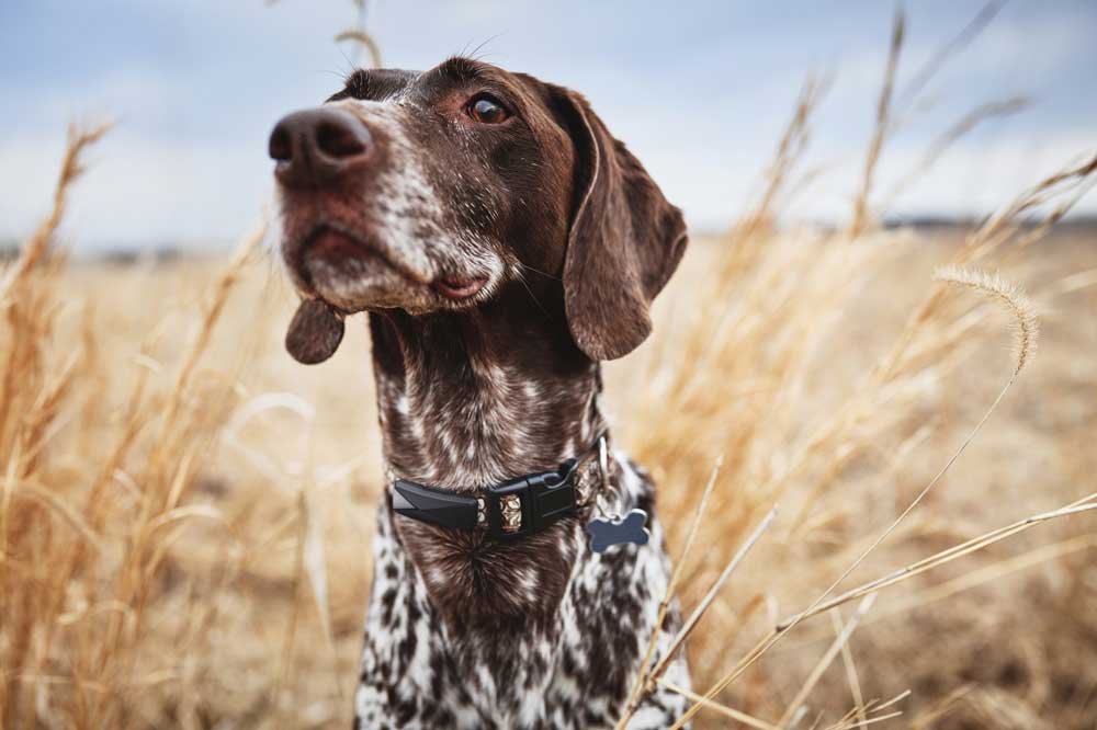 Figure 2. Pet wearables are mounted on the collar and use accelerometers to track movement and activity levels. Image: Felcana