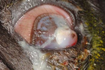 Figure 2. A colour photo of a canine patient that presented for a perforated corneal ulcer of the left eye. Both eyes displayed chronic pigmentary keratitis. The left eye also had a full‑thickness corneal defect with purulent ocular discharge, iris prolapse, severe uveitis, hyphaema, and collapse of the anterior chamber. The left eye was non-visual and no intact light reflexes were present. Enucleation was recommended.