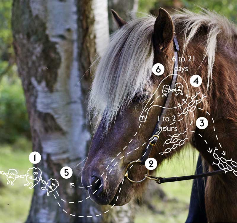 Figure 1. Pathogenesis of strangles: 1. Exposure; 2. Translocation to lymph nodes; 3. Abscess formation; 4. Abscess rupture after a period of 6 to 21 days; 5. Drainage of pus; 6. Establishment of persistent infection.