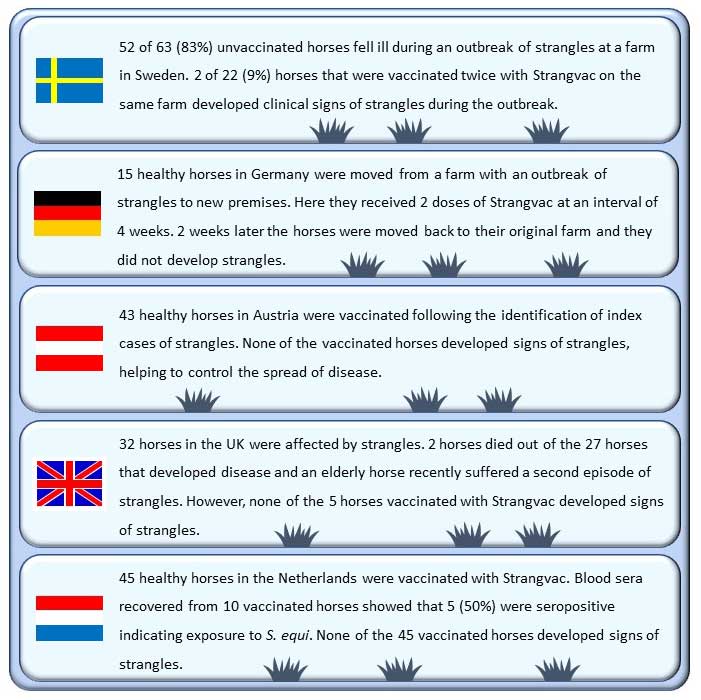 Figure 5. Feedback from veterinarians across Europe supports the use of Strangvac in healthy horses to control the spread of Streptococcus equi and reduce the number of animals affected.