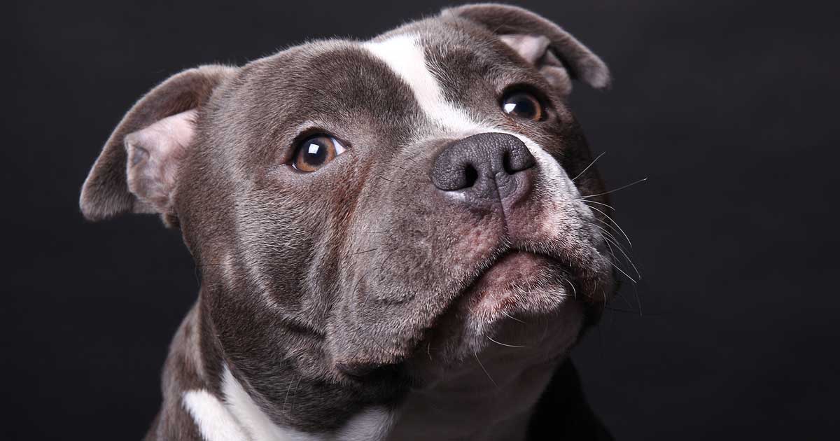 Staffordshire bull terrier staffy Image: © Djomas / Adobe Stock