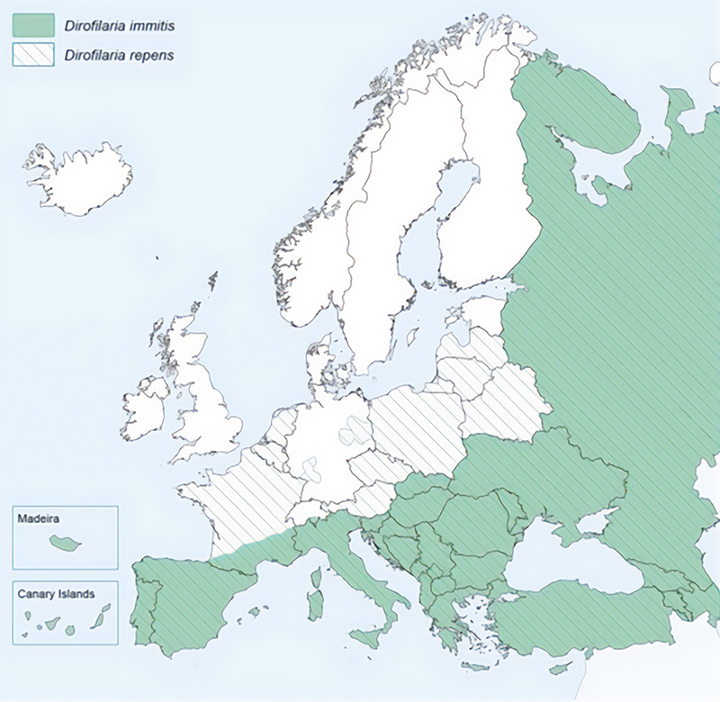 Figure 1. Approximate distribution of Dirofilaria immitis and Dirofilaria repens in Europe. Image © European Scientific Counsel Companion Animal Parasites