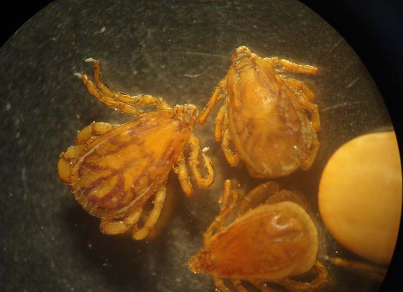 Figure 2. Rhipicephalus sanguineus ticks. Image © John McGarry, University of Liverpool