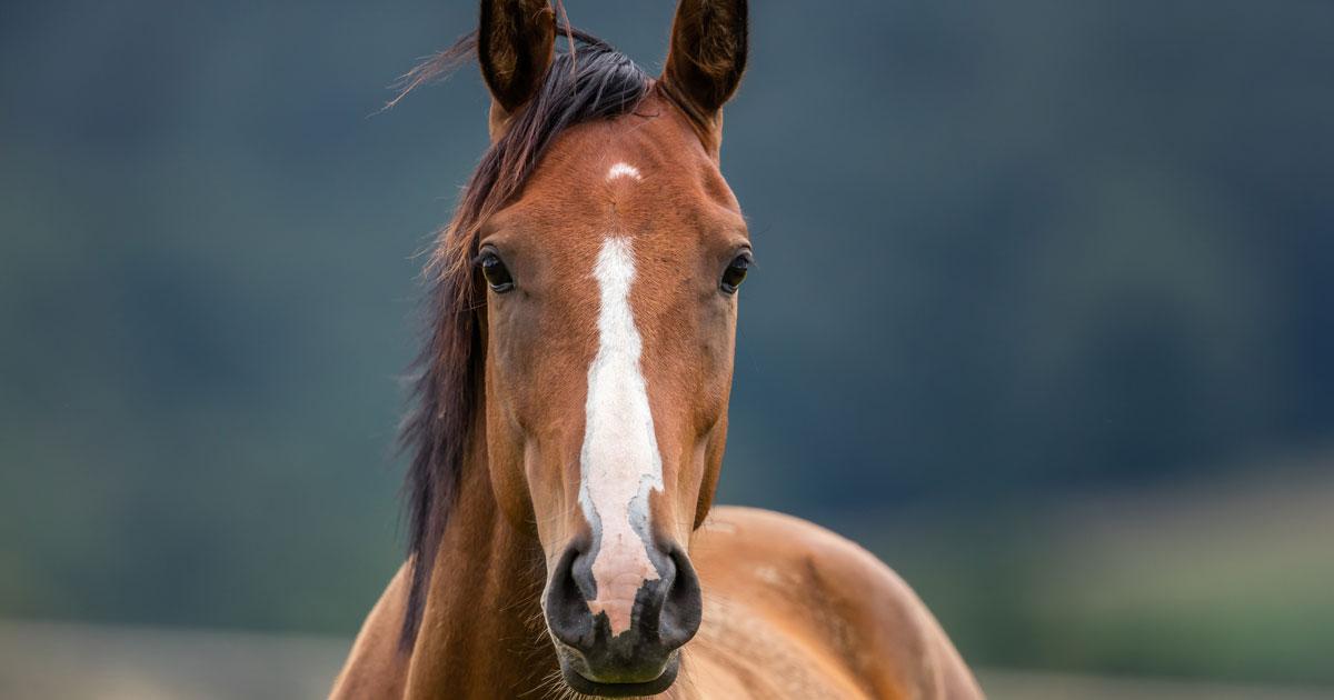 horse Image © haiderose / Adobe Stock