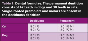 Table 1. Dental formulae. The permanent dentition consists of 42 teeth in dogs and 30 teeth in cats. Single-rooted premolars and molars are absent in the deciduous dentition