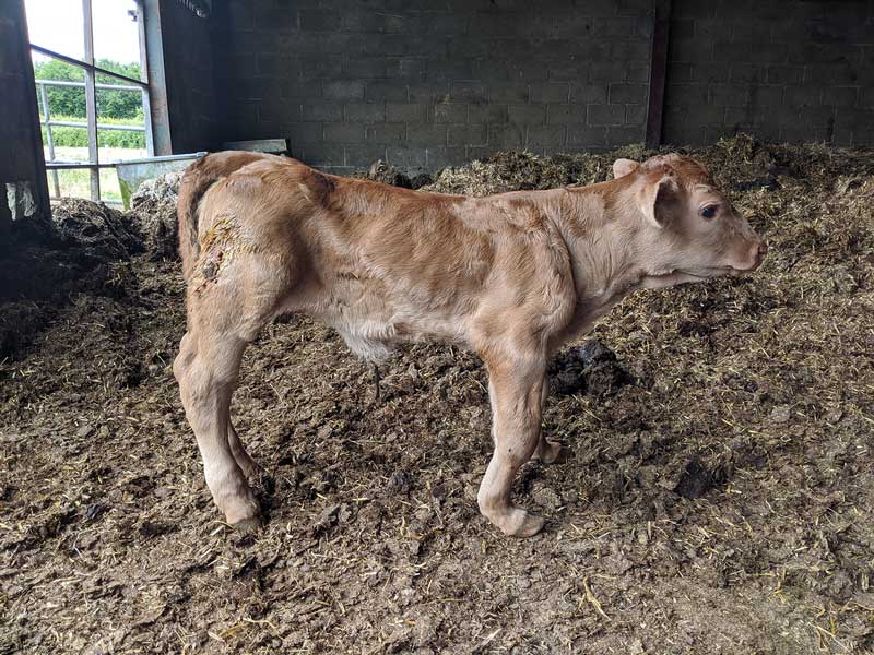 Figure 2. A second case of disproportionate dwarfism, suspected to be the result of manganese deficiency in a spring-calving suckler herd. The pregnant dams were fed a diet of 100 per cent grass silage during winter housing. The subsequent year hay was supplemented and no further cases were encountered.