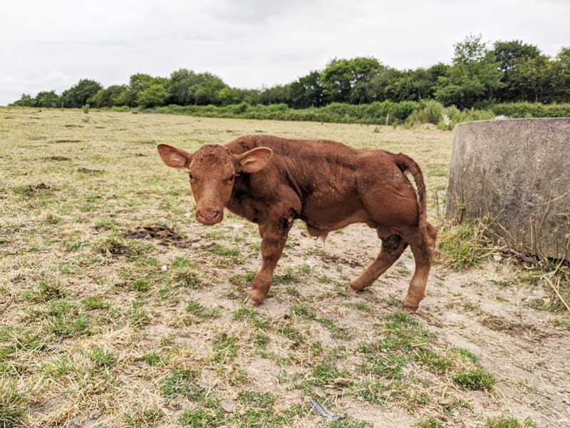 Figure 1. A case of disproportionate dwarfism, suspected to be the result of manganese deficiency in a spring-calving suckler herd. The pregnant dams were fed a diet of 100 per cent grass silage during winter housing. The subsequent year hay was supplemented and no further cases were encountered.