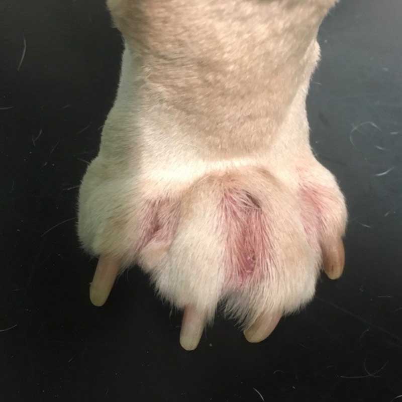 Figure 1. Dorsal aspect of bulldog with right fore furuncle.