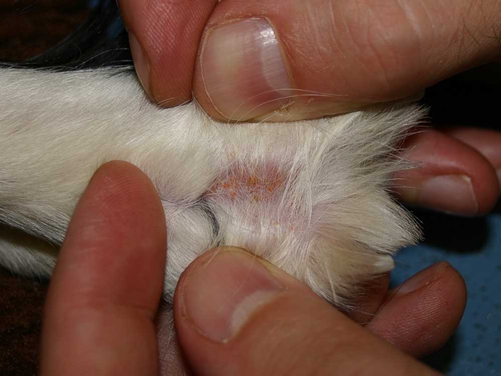 Figure 4. Springer spaniel with Neotrombicula autumnalis. Image: courtesy of Tim Nuttall