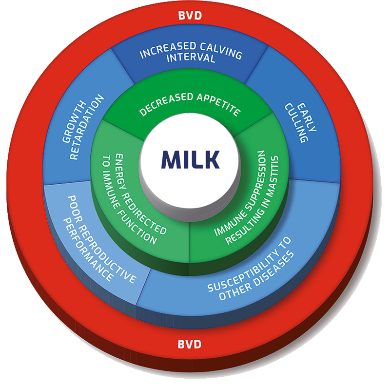 Figure 2.. Bovine viral diarrhoea infection impacts many areas of cattle health, and all can add up to reduce milk production.