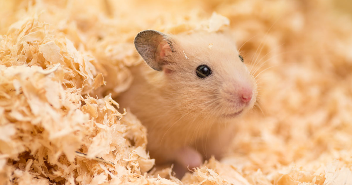 Hamster. Image © stockfoto / Adobe Stock