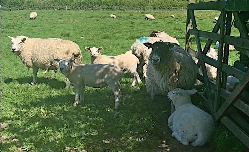 Figure 1. Sheep infected with gastrointestinal nematode parasites spend more time idling in the pasture rather than grazing, which leads to less productivity and weight loss.