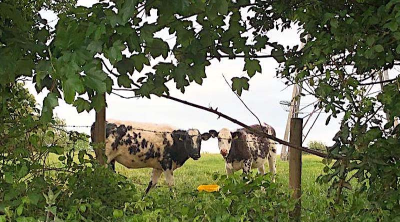 Cows on pasture