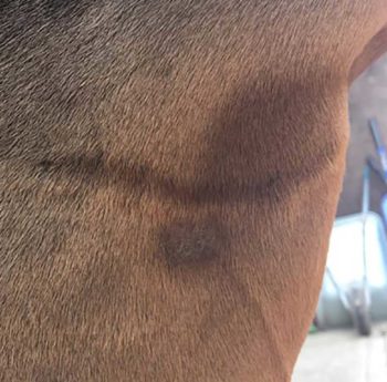 Figure 1. Occult sarcoid on the inner thigh of a horse.