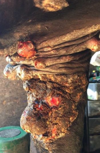 Figure 6. Malignant sarcoids on a horse’s upper limb. Image: Sarah Willson