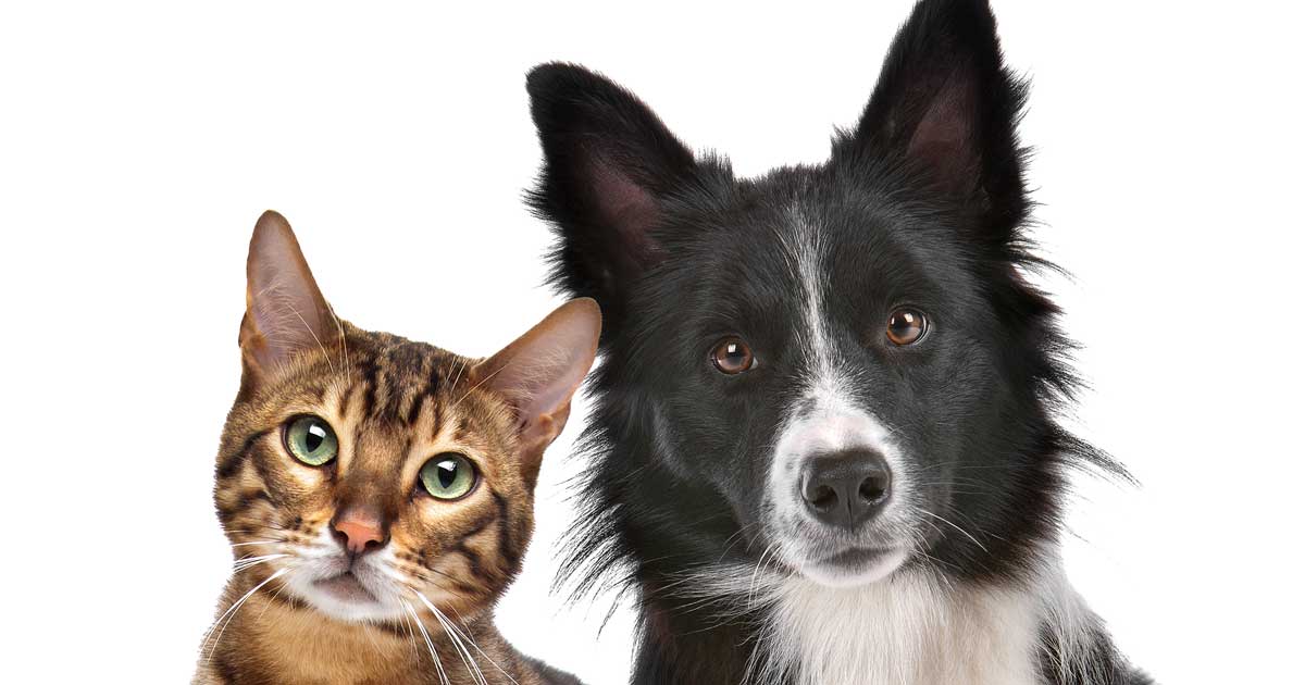 cat and collie dog Image: © Erik Lam / Adobe Stock