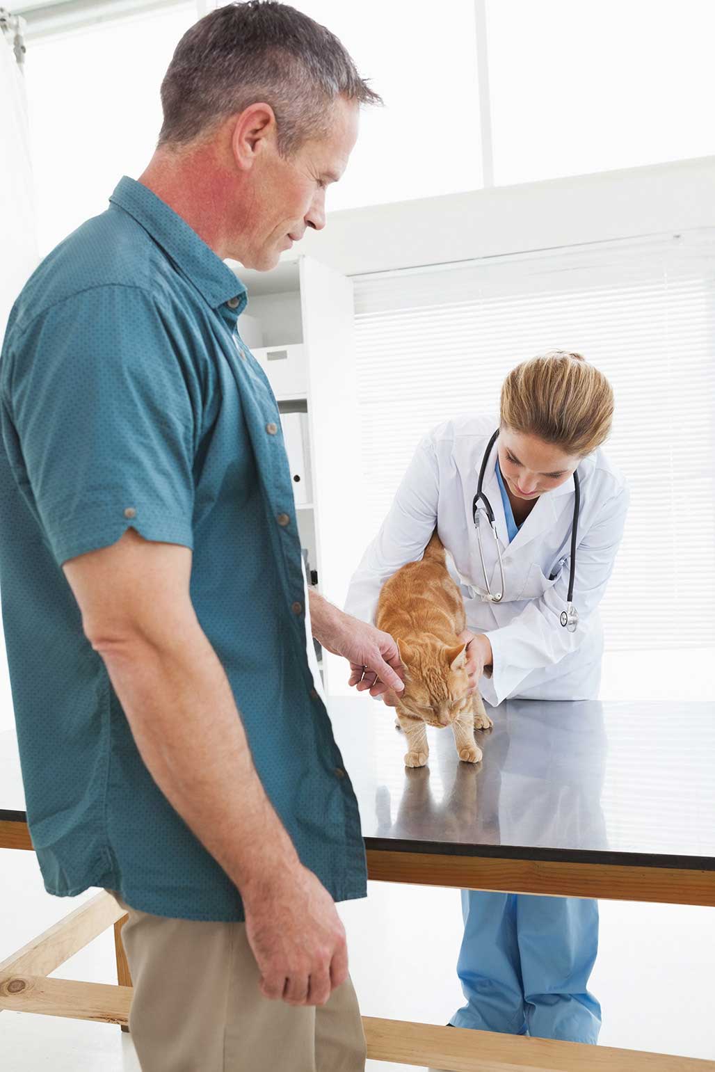 cat being examined examination Image: © WavebreakmediaMicro / Adobe Stock