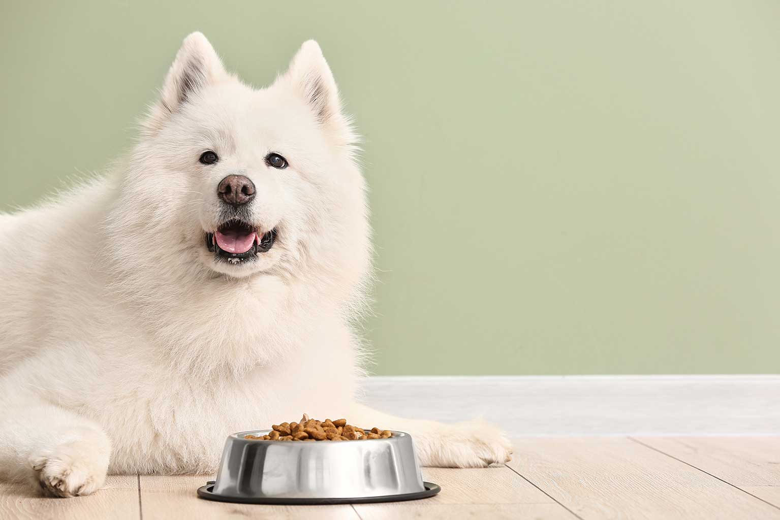 Chow dog bowl nutrition Image: © Pixel-Shot / Adobe Stock
