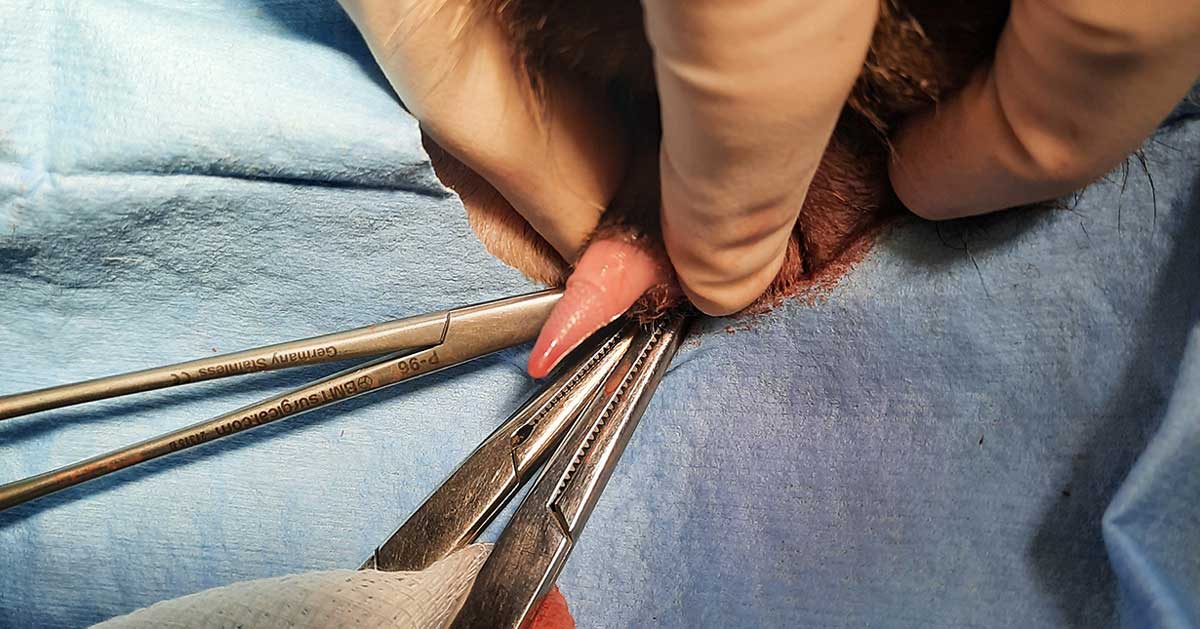 Figure 1. Penile barbs present in the previously castrated male cat.