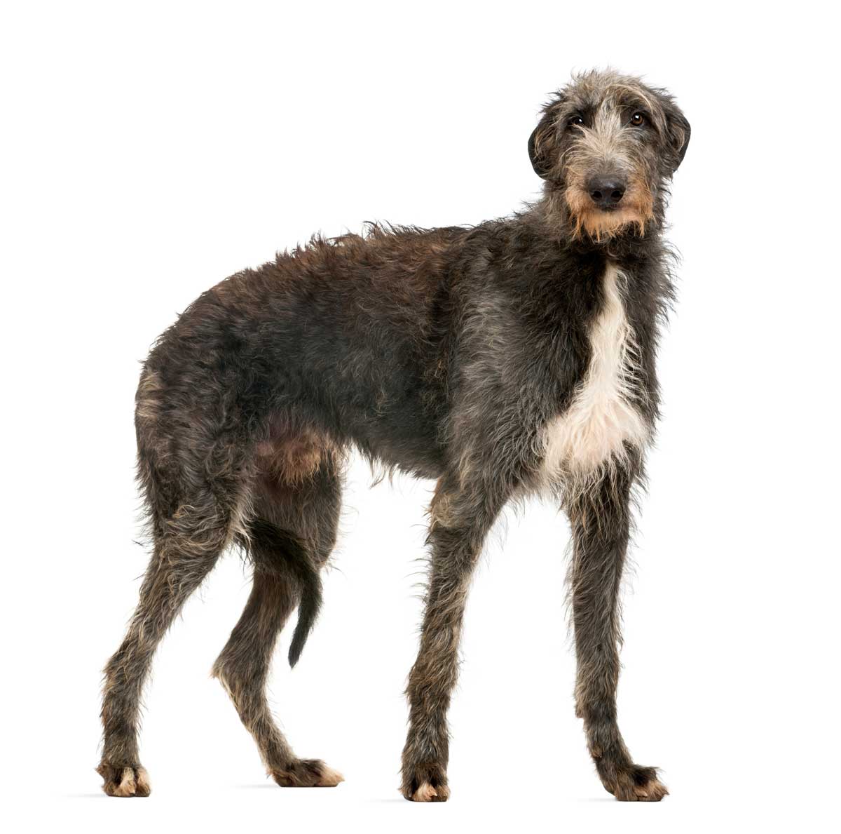 Irish wolfhound Image: © Eric Isselée / Adobe Stock