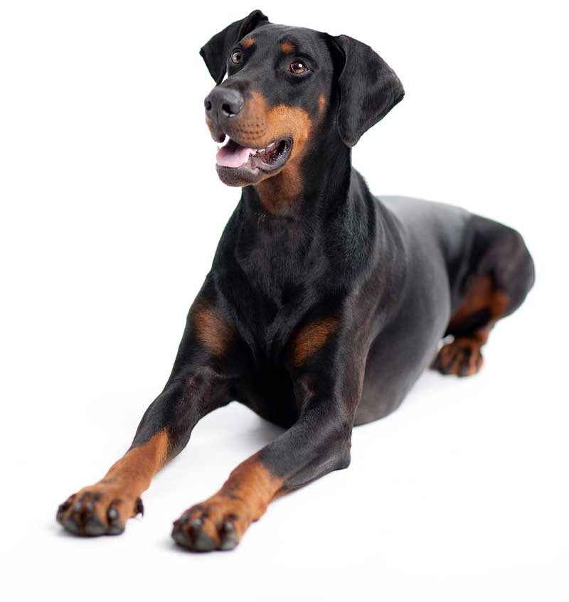 Dobermann Image: Sinnlichtarts / Adobe Stock