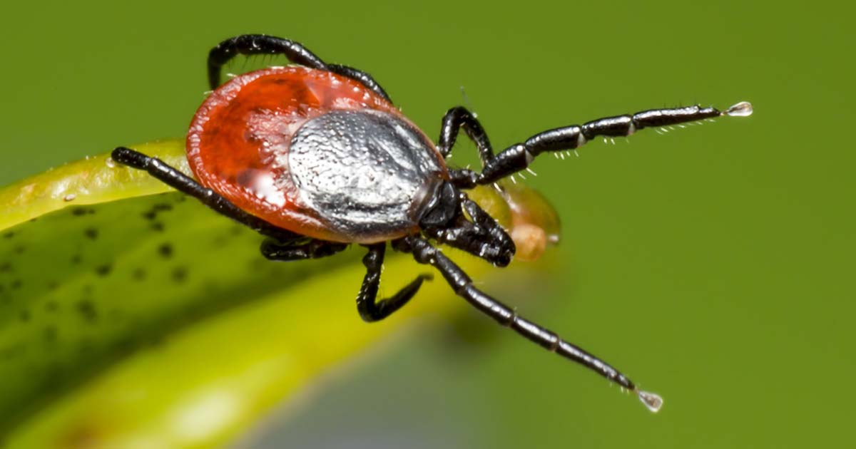 Ixodes ricinus.