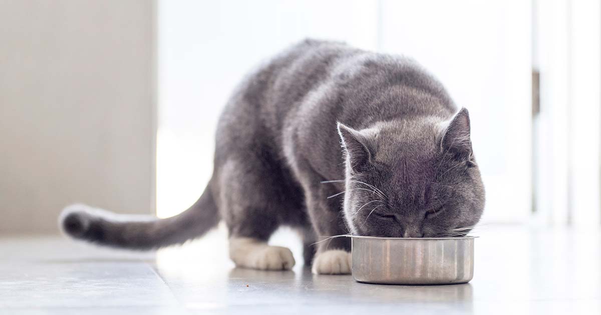 Cat feeding. Image © chendongshan / Adobe Stock