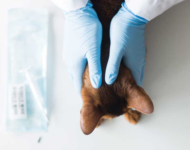 Cat examined Image: © Mari / Adobe Stock