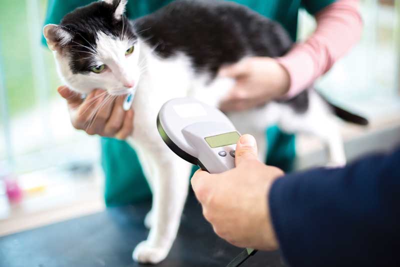 cat microchipping Image: © LuckyBusiness / iStock