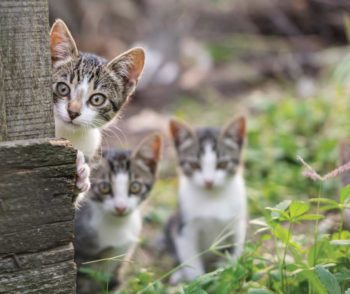 kittens outdoors Image: © ConstantinCornel / iStock