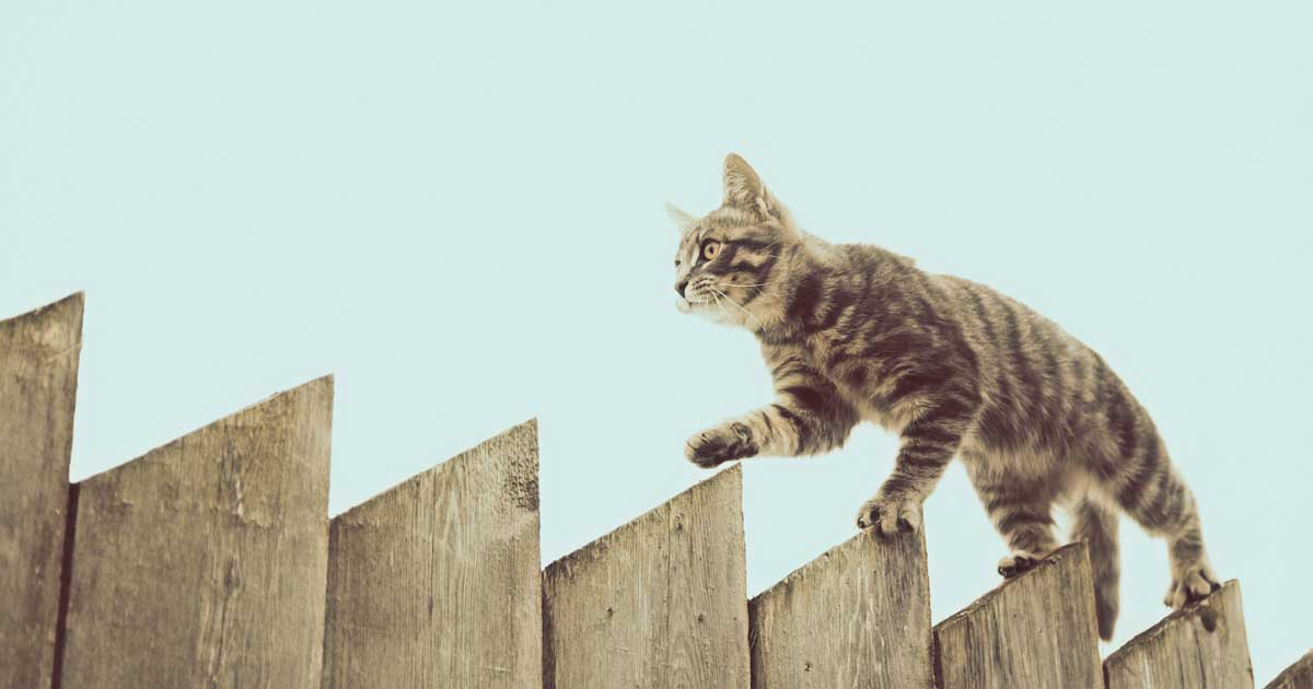 cat walking along fence Image: © Sergey Khamidulin / Adobe Stock