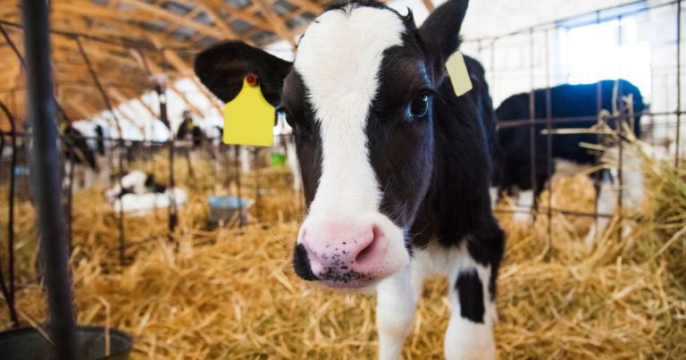 Defra permits vaccine use for England’s bluetongue battle