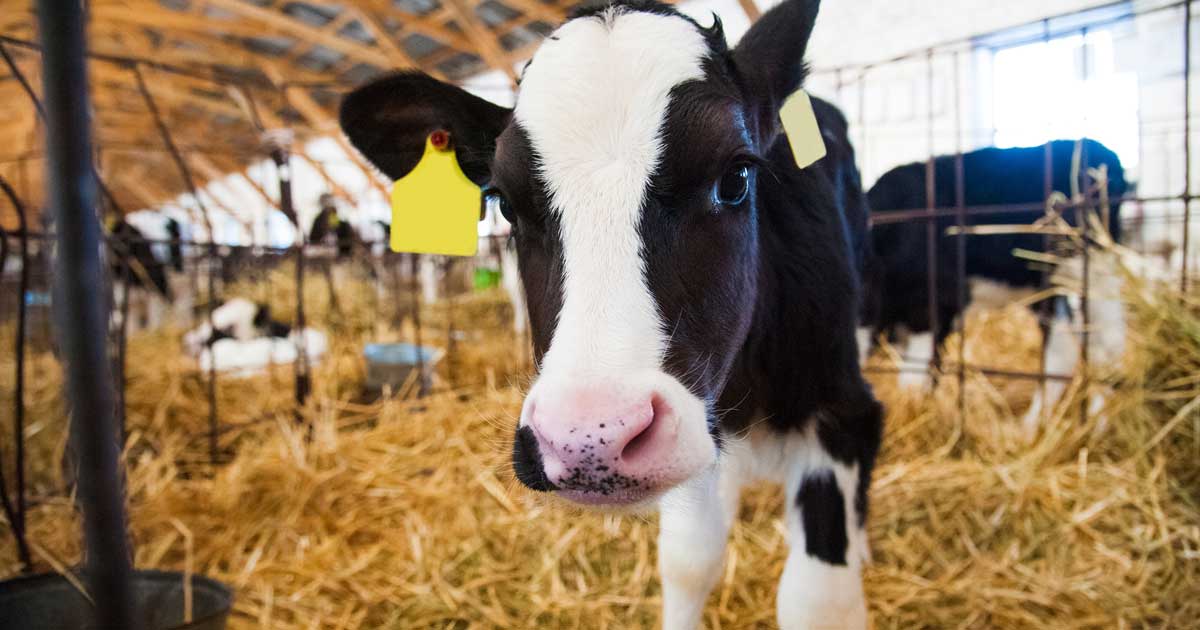 dairy calf indoors cattle Image: © SGr / Adobe Stock