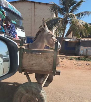 Unique forms of animal transport included blue tuk-tuks, motorbikes (with or without makeshift trailers), and the tops of buses.