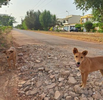Young stray dogs that resided in the Cité du Niger region of the capital city, Bamako. Some had caregivers, while others roamed more freely, but most were fairly friendly towards people.