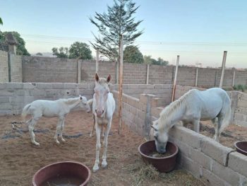 Grey horses that lived near the banks of the River Niger, were occasionally ridden, and were predominantly used for breeding.