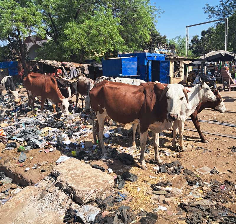 Cattle and donkeys roamed pretty freely across the capital city of Bamako, sometimes raiding fruit and veg stalls – and sometimes helping themselves to questionable grazing. Stomach contents would sure be a sight to see.