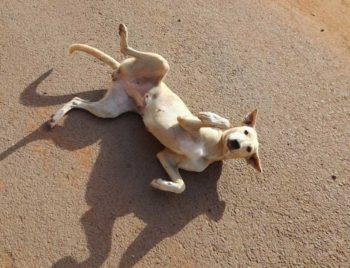 Outdoor exercise wasn’t pleasant with the heat, dust and pollution. I rarely met fellow runners, but was often accompanied by friendly strays who thought my strange behaviour was a game.