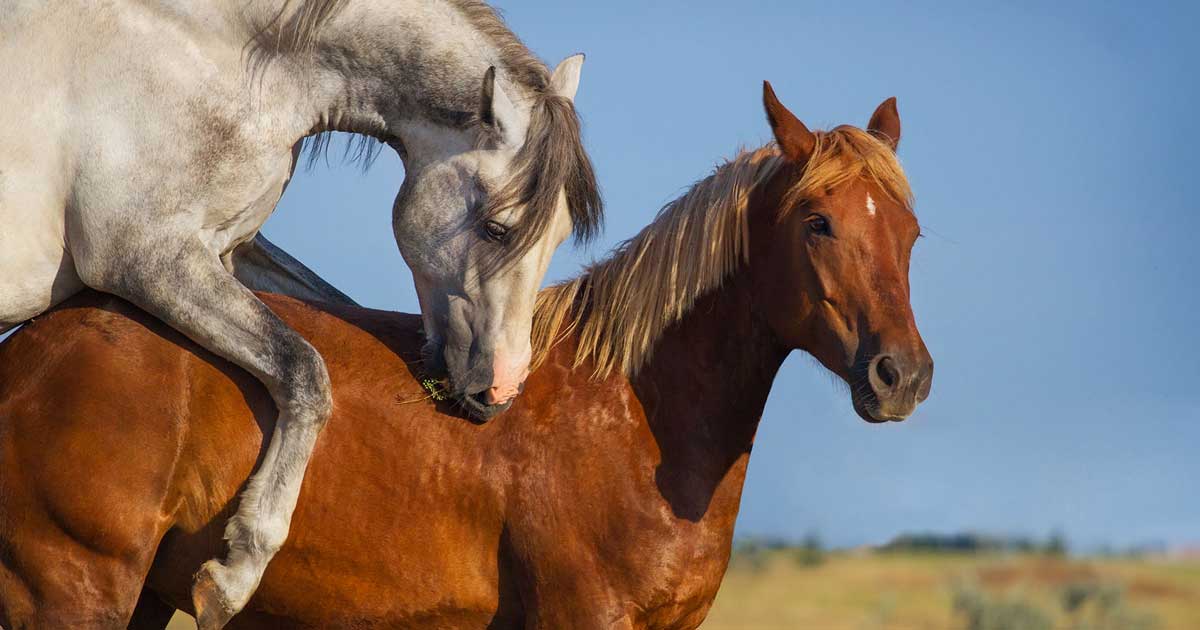 Horses reproduction metritis Image: © callipso88 / Adobe Stock