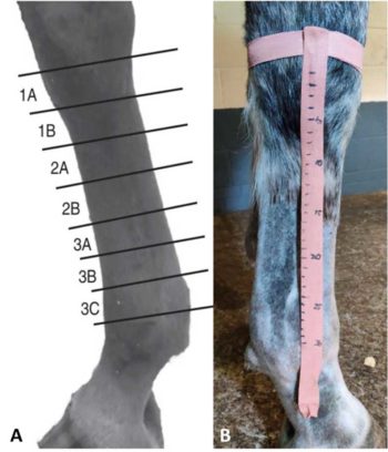 Figure 3a (left). Seven-zone technique for describing tendon lesions in the distal limb. Figure 3b. Lesion location described relative to distance from the accessory carpal bone in centimetres.