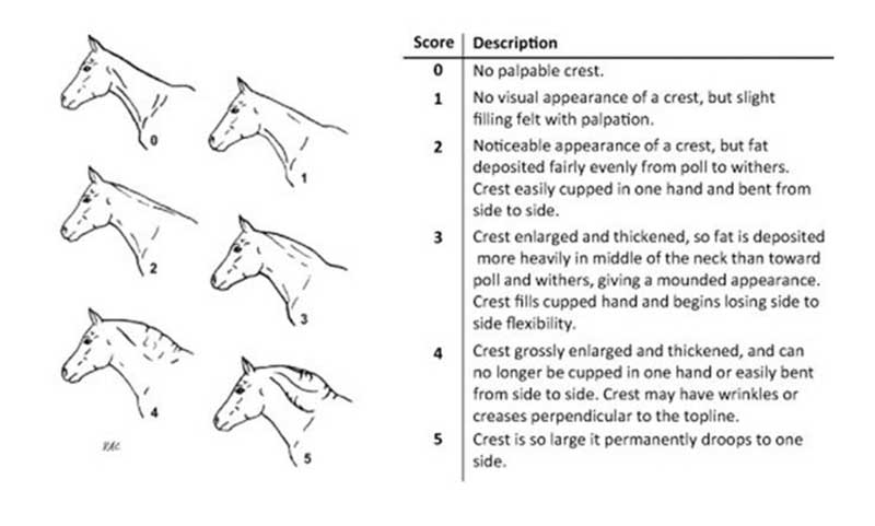 Figure 6. Cresty neck scoring system from Carter et al (2009)27.