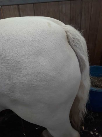 Figure 1. Horse with fat accumulation around the tailhead.