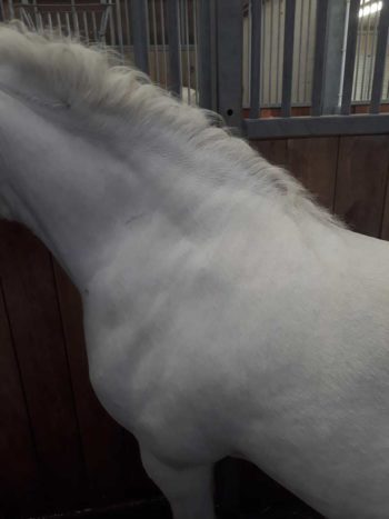 Figure 2. Horse with fat accumulation at the crest.