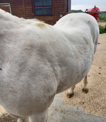 Figure 3. Horse with fat accumulation around the withers and loin.