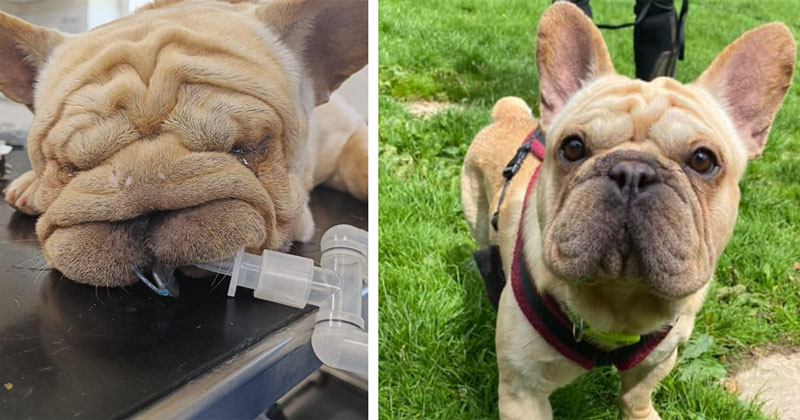French bulldogs best sale and seizures