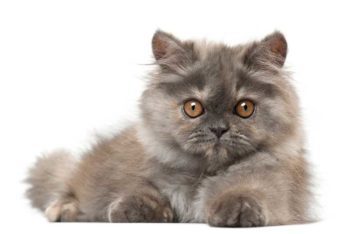 grey cat Image: © Eric Isselée / Adobe Stock